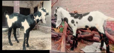 Two Male Goats For Sale