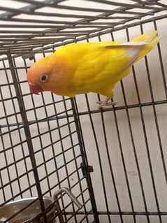 Lovebird lutino parsanta black eye