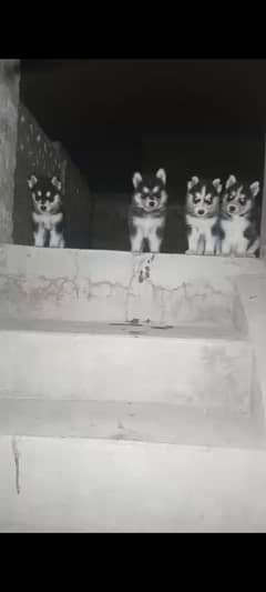 Siberian Husky Pupps
