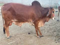 bulls