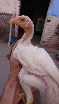 Miawali heera patha for sale location multan h