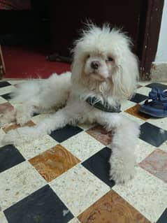 Shitzu dog male