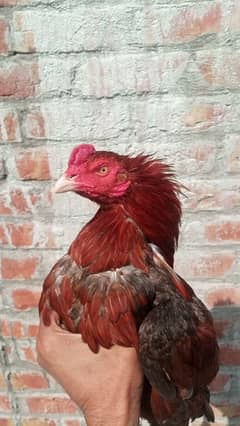 Home Breed patha