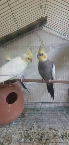 cocktails