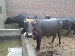 Buffalo