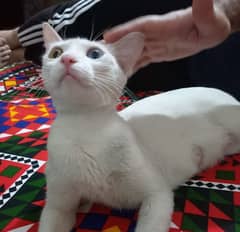 White Cat Khaomanee Odd Eyed Plus 2 Kittens