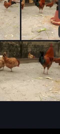 Hens available for sale