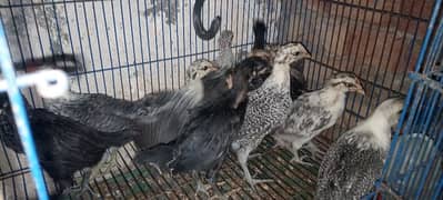 Chicks