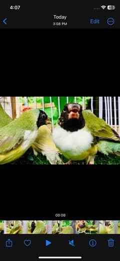 Gouldian