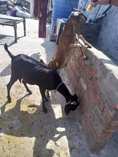 tedy bakri aur sath 4 mehny k bacha
