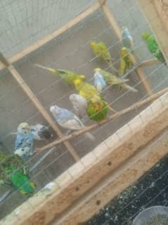 Australian parrot