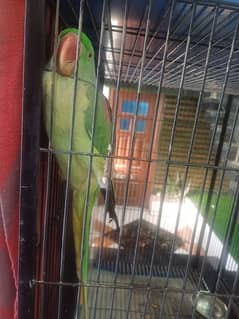 parrot
