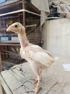 Heera aseel chick