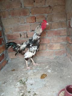 aseel