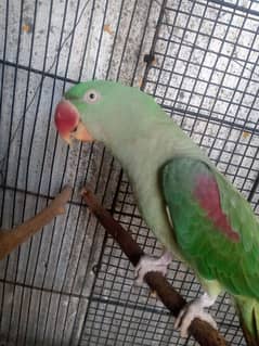 Raw parrot Hand Tame