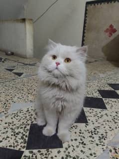 Persian cats