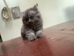 Two Pure persian kittens Available