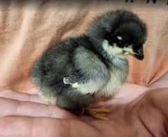Day Old Australop chicks