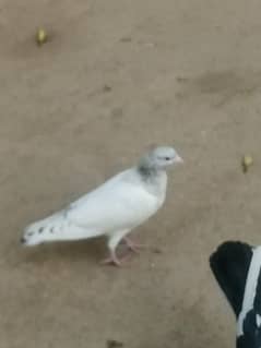 high fly teddy cross patha for sale
