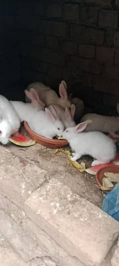 rabbit