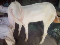 Qubani ka liya ak adad path Available 40kg wazn