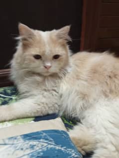 Persian