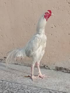 Heera Aseel Male For Sale