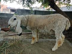 sheep for sale