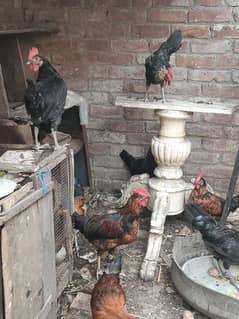 Mughay Cock Roaster for sale