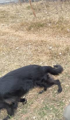 black german shepherd