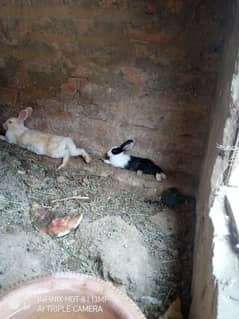 desi rabbit baby