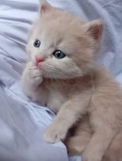 *persian kittens pair available for sale*