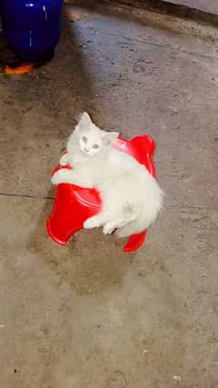 Persian kitten