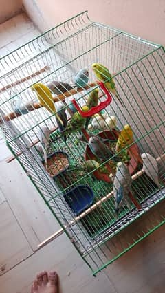 Australian parrots pair for sale total 20 piece ha