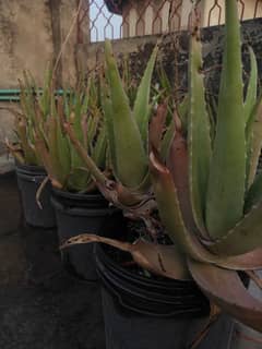 alovera