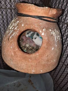 Australian parrot 8 pair 4 patthay and Eggs