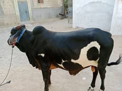 2 dant bache