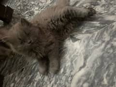 for sale