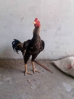 pure aseel breed