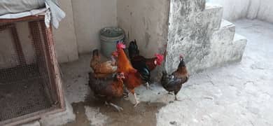 Desi Hens