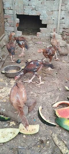 Aseel Hera for sale 3 mah age