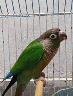 Green Cheek conure pure blood line