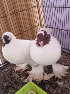 Gubara