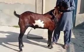 desi bakra for sale WhatsApp number 03185729839)