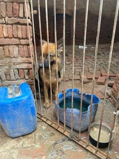 Gsd pedigree female available for sale  03499411459 contact number