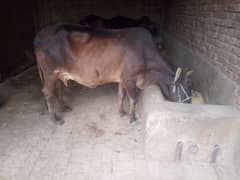 cow for sale