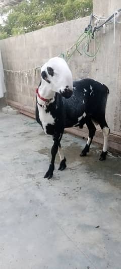 taddy golabi