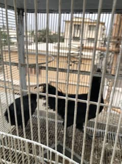 Black tongue ayam ciami