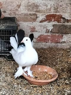 laka pigeon
