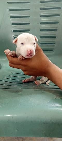Bully gultair top quality top blood line.